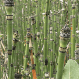 Close-up of green horsetail plants with segmented stems in a natural setting.